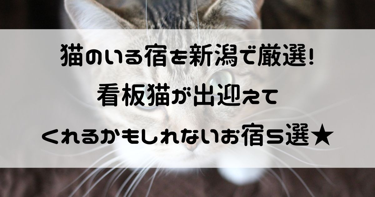 猫のいる宿　新潟