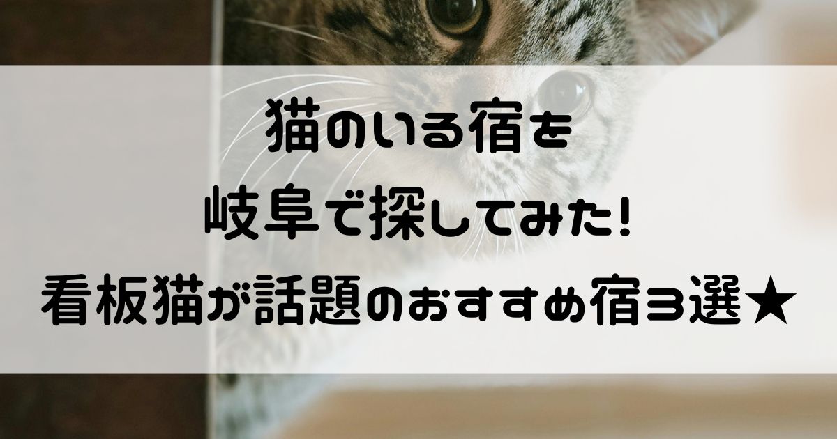 猫のいる宿 岐阜