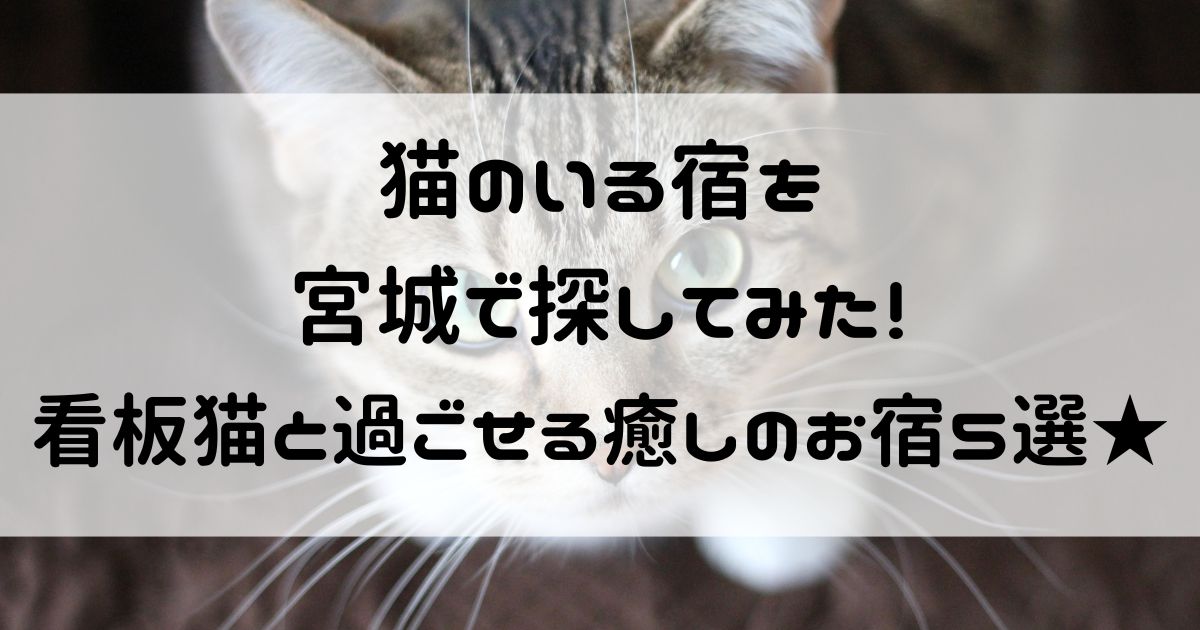 猫のいる宿 宮城